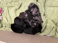 Hallo liebe Hundefreunde, Endlich sind sie da!!! Sechs