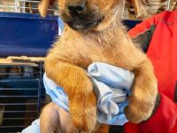 Mina ist einer von circa 140 Hunden und 30 Katzen, die