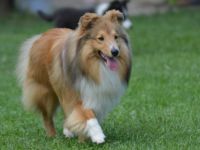 Zisko Candy von Shannon