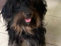 Wichtig. Mousa lebt in Serbien! Grösse: ca. 36cm Hier