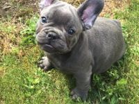 Hallo Zusammen. Wir sind vier süße Bullys Geschwister