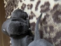 Hallo ihr lieben unsere kleinen Mäuse sind nun fast 4