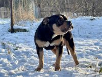 American Bully Junghunde
