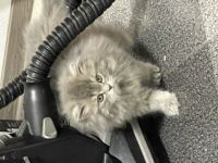 BHK Kitten suchen einen wunderschönen Zuhause und sind