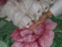 Meine kleinen 2 Rüden und 2 Weibchen sind . Sind 2 x