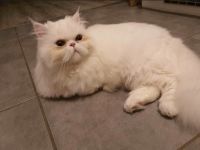 Ich suche ein Zuhause für unseren neuen Perser Kater,