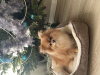 Coco sucht ein neues Zuhause für immer, da wir leider