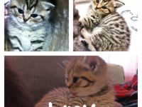 Unsere bezaubernden 4 BKH Kitten suchen ein neues