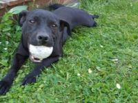 Hallo.... Unsere Patterdale Terrier Hündin hat 6