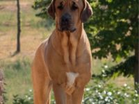 Wir sind eine Züchterfamilie aus dem Hunsrück und