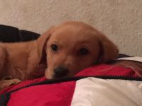 Heinz Rühmann, einer der bekanntesten deutschen