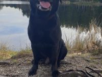 Labrador Retriver Deckrüde schwarz. Vererbt alle Farben/  Wurftag 15.10.2017
