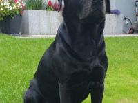 Labrador Retriver Deckrüde schwarz. Wurftag 15.10.2017