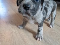 Unsere American Bulldog Hündin hat 8 tolle Welpen (3