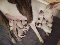 Es sind insgesamt 7 welpen, leider kann man hier nur