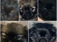 Am 18.10.21 hat unsere Pekinesenhündin 4 Rüden u 1