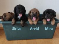 Unsere zertifizierte Hündin Enya (pädagogischer