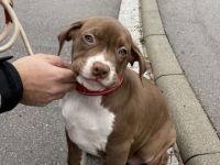 Verkauft wird ein American Bully XL (weibchen) EU Pass