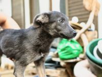 Grey ist einer von circa 140 Hunden und 30 Katzen, die