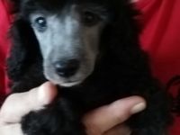 Meine Welpen verdienen nur das beste Zuhause. Welpen