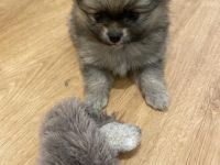 Bitte Text komplett vorher lesen und verstehen, bevor