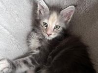 In unserer kleinen Hobbyzucht „von der Ankumer Höhe“