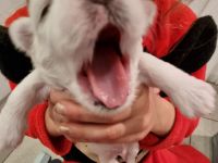 Wunderschöne und gesunde kleine Malteser Anfang Februar