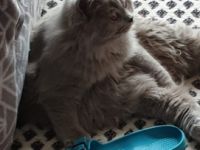 Barsik, Geboren am 08.04.2021 Unser Kater sucht ein