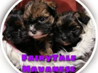 FairyTale Havanese
