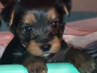 Am 13.11.21 sind unsere kleinen Schätze geboren. Sie