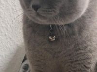 Alex BKH Kater, Hallo, Wir möchten unser Kater