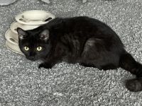 Gini 1 Jahr sehr lieb bkh mix, Britisch Kurzhaar, Mix