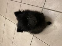 Aus unserem Wurf (4 Welpen, geboren 31.10.2021) ist nur