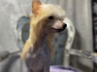 vom Jay´s Löwenhof