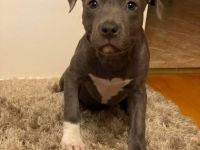 Die Welpen sind aufgeschlossenen und neugierig. Täglich