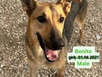 Bonito 2, männl. Mischl. Schäferh.-X, lieb und ungestüm