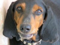 Tomas (männlicher Mischling Jagdhund-X)