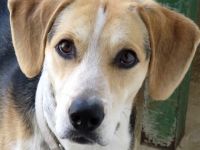 Timmy 4, (Schulterhöhe ca. 48 cm)