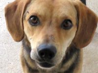 Teddy 11 (männlicher Mischling)