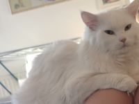 Hallo , Unsere Stella 1,5Jahre und unser Hannibal 1Jahr