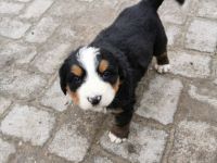 Unsere Hündin hat am 13.11 zwei wunderschöne Welpen zur