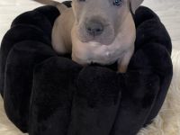 Diese wunderschönen Welpen haben am 05.11.2021 das