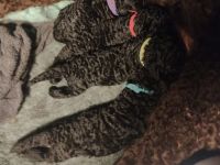 Unsere schwarzen Lockenbärchen sind derzeit einfach nur