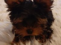 Bella, Unsere Yorkshire Terrier Hündin hat im Herbst