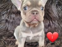 4 süße Französische Bulldoggen Welpen in der Farbe Blue