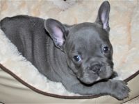 Bitte nur tel. Anfragen unsere Welpen geb. am 28.10.21