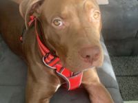 Die 5 Monate alte „nala“ sucht ein neues Zuhause. Sie