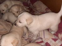 Liebe Interessenten ,... Ich biete aus privater Zucht