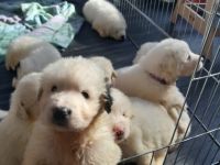 -, Pyrenäenberghund Welpen Geboren am 25.9.21 Könnten