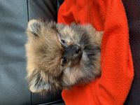 Hallo liebe Tierfreunde, leider müssen wir aus